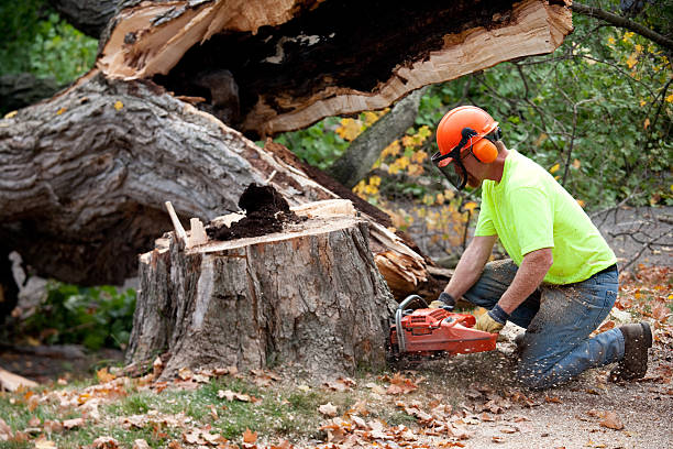 Leaf Removal in Orange Cove, CA